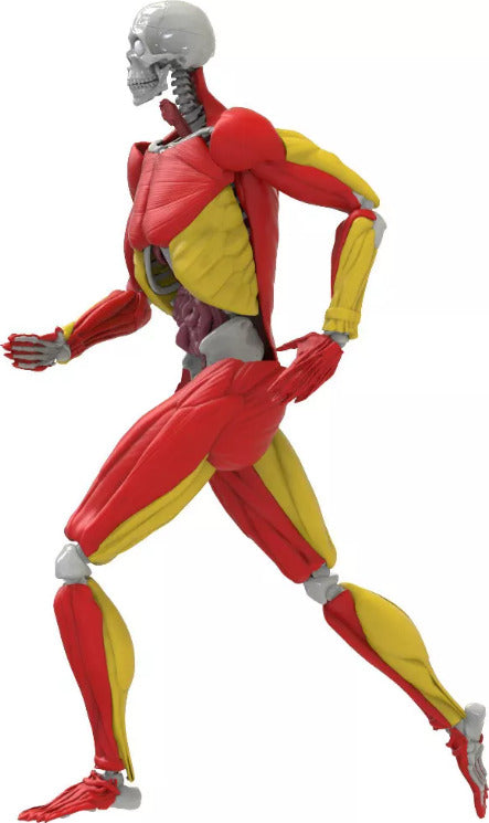 Science to the Max - Interactive Human Body