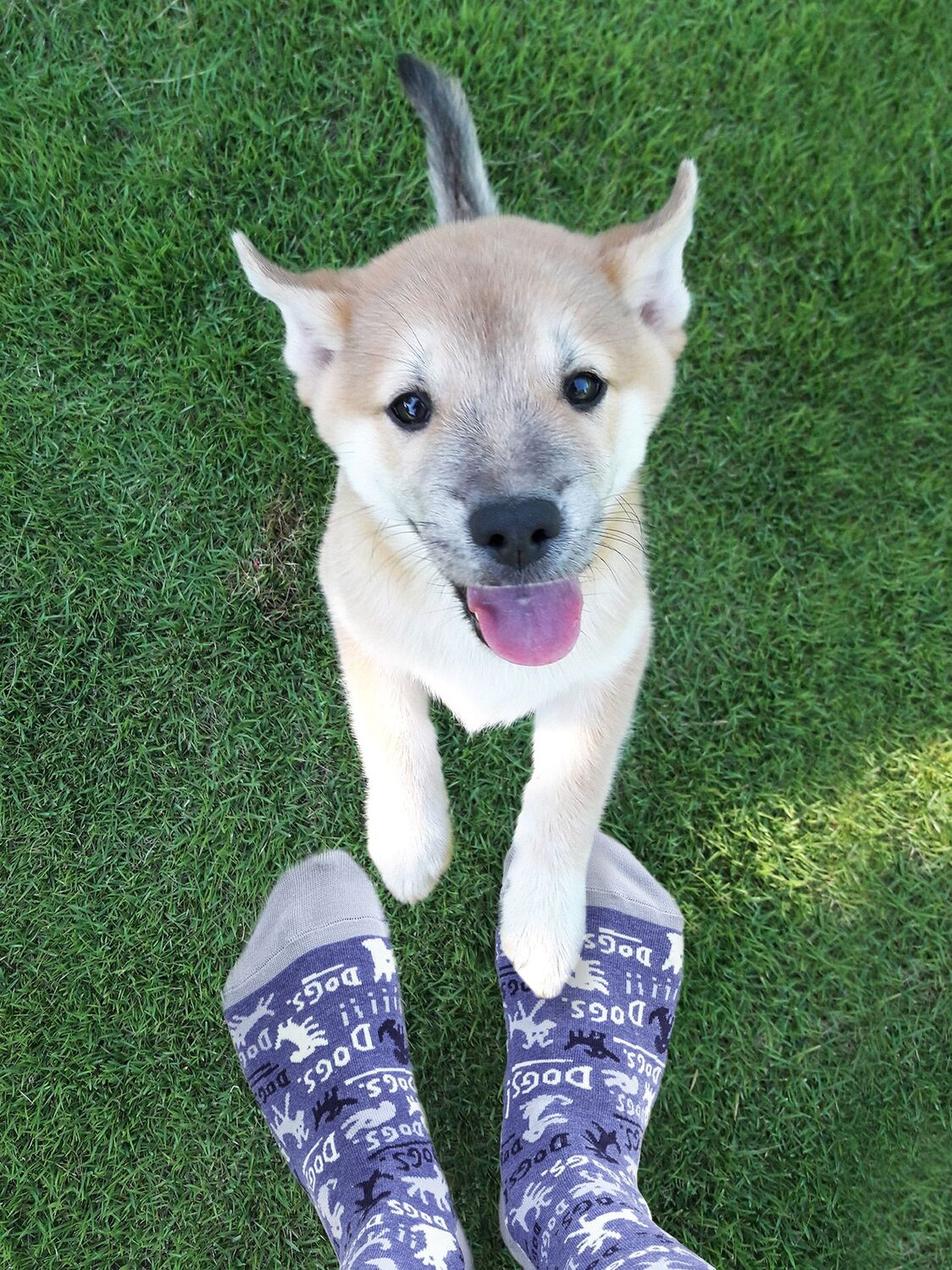 Dogs! Womens Crew Socks