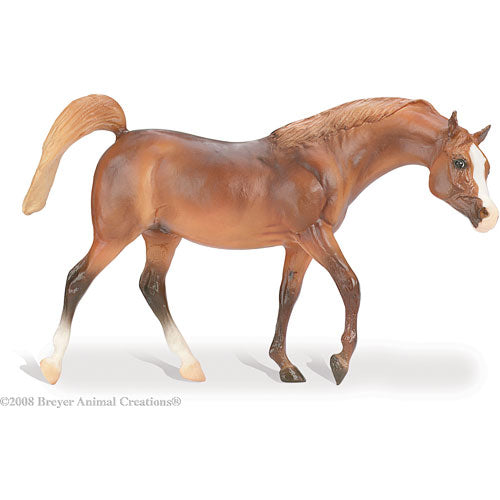 Arabian Dark Chestnut