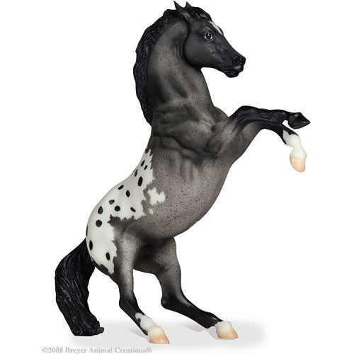Rearing Appaloosa-Blue Roan