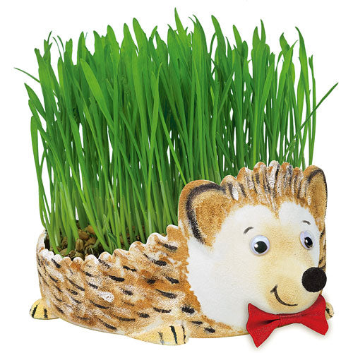 Grow a Hedgehog