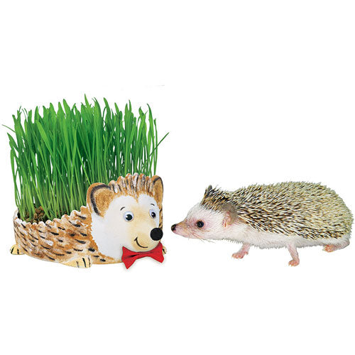 Grow a Hedgehog