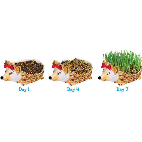 Grow a Hedgehog