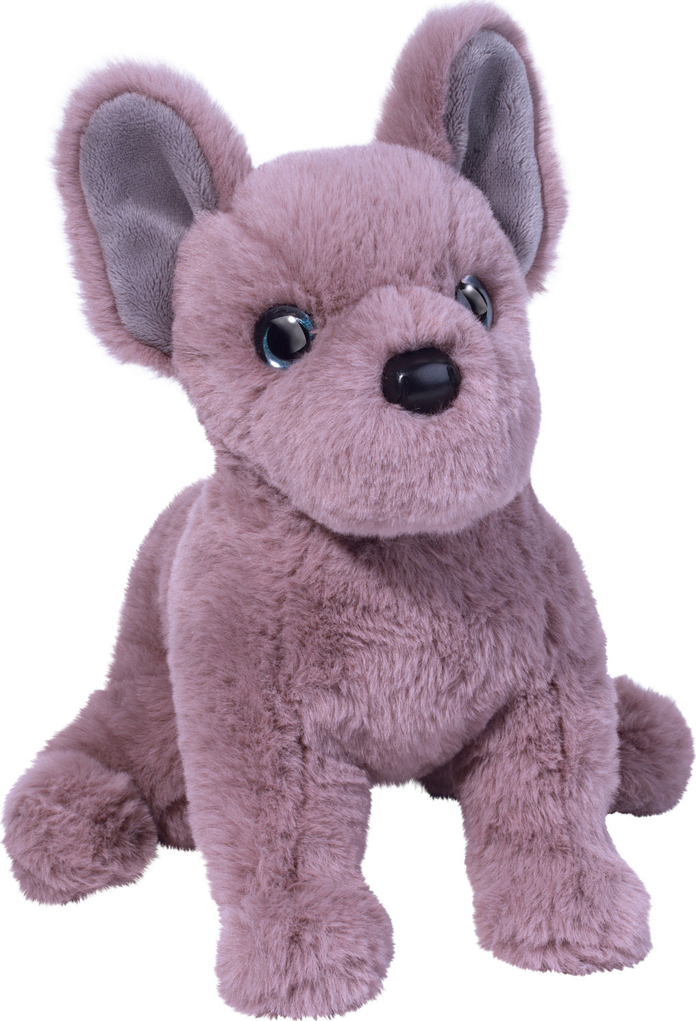 Lilac French Bulldog