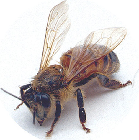 Talking Microscope - Catalog 2011