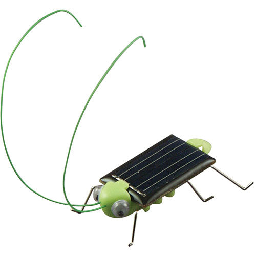 Frightened Grasshopper