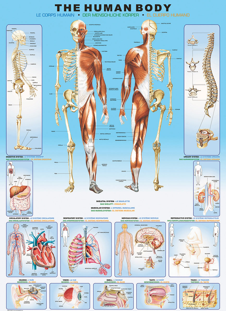 Human Body 1000-Piece Puzzle