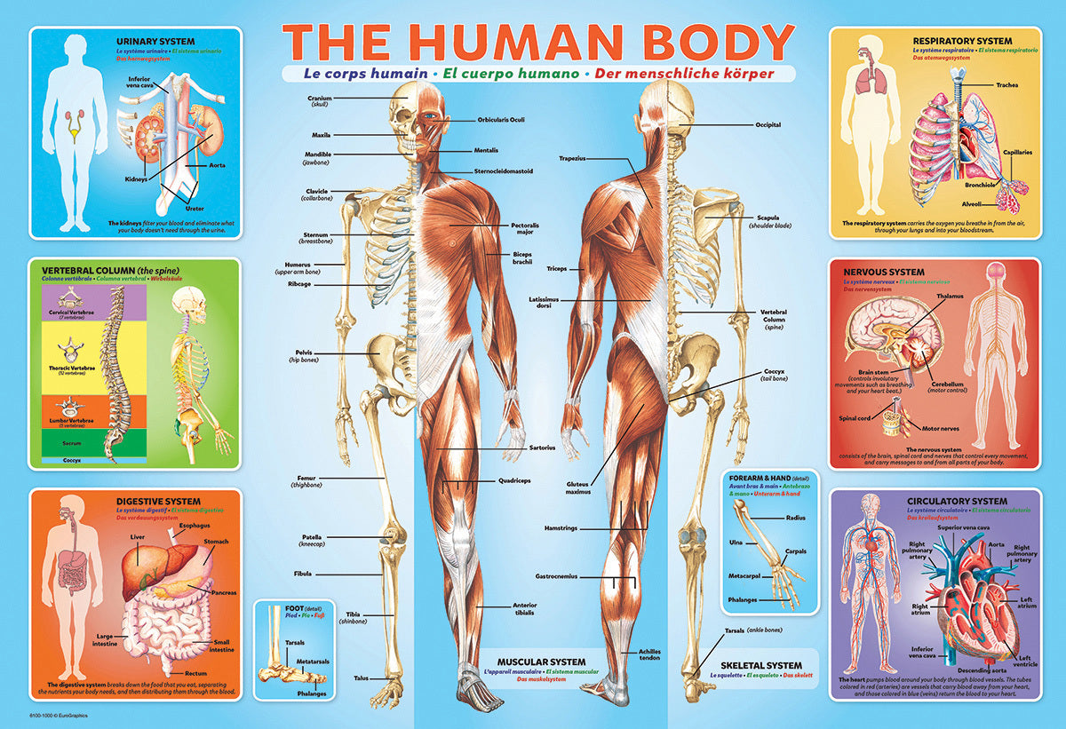 Human Body 200-Piece Puzzle