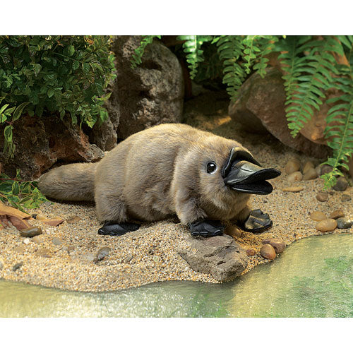 Baby Platypus