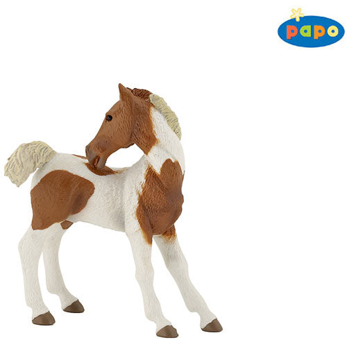 Pinto Foal
