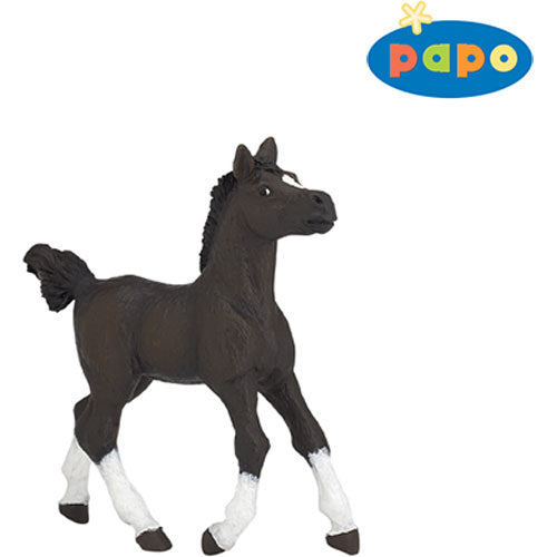 Arab Foal
