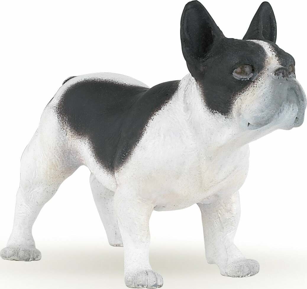 French Black White Bulldog