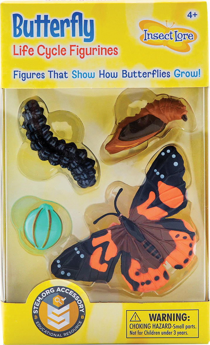 Butterfly Lifecycle Stages