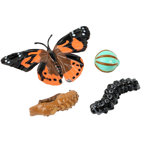 Butterfly Lifecycle Stages