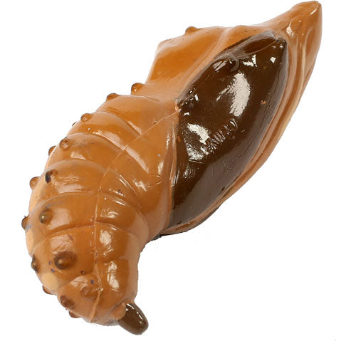 Butterfly Lifecycle Stages