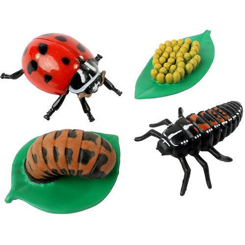 Ladybug Life Cycle Stages