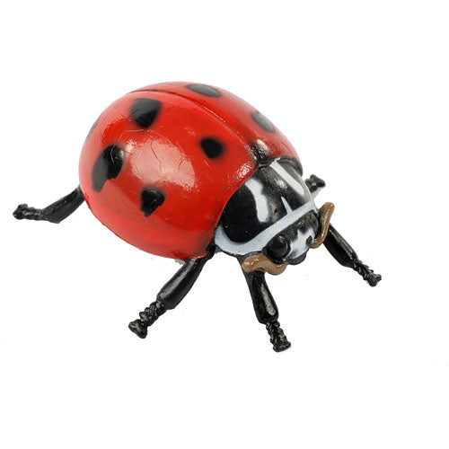Ladybug Life Cycle Stages