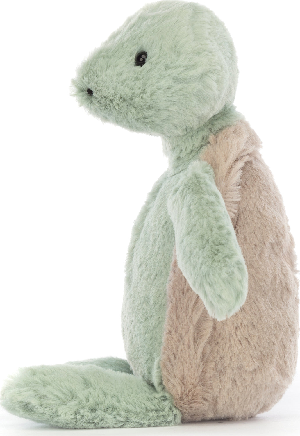 Bashful Turtle Small