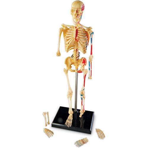 Skeleton Anatomy Model