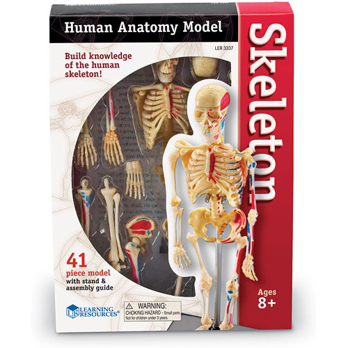 Skeleton Anatomy Model