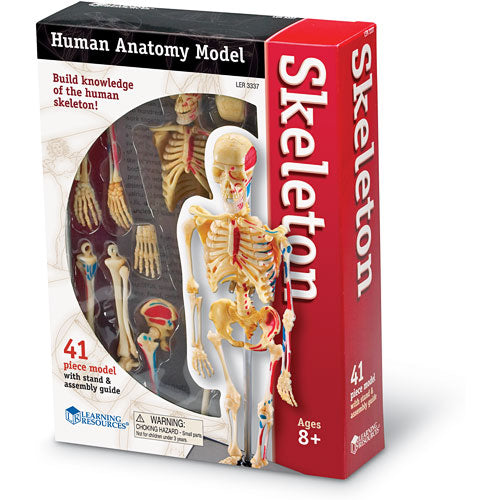 Skeleton Anatomy Model
