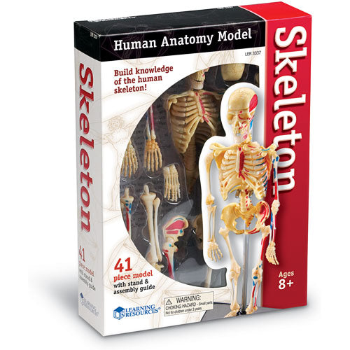 Skeleton Anatomy Model