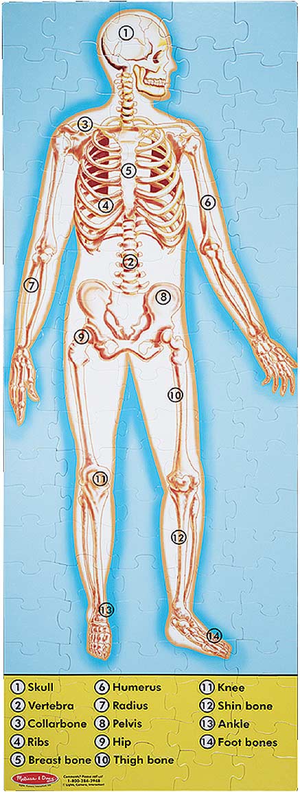 Human Body Floor (100 pc)