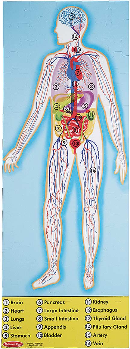 Human Body Floor (100 pc)