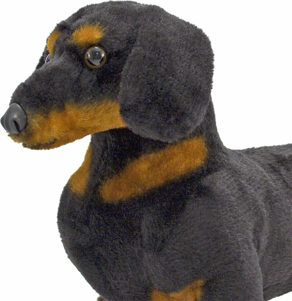 Dachshund