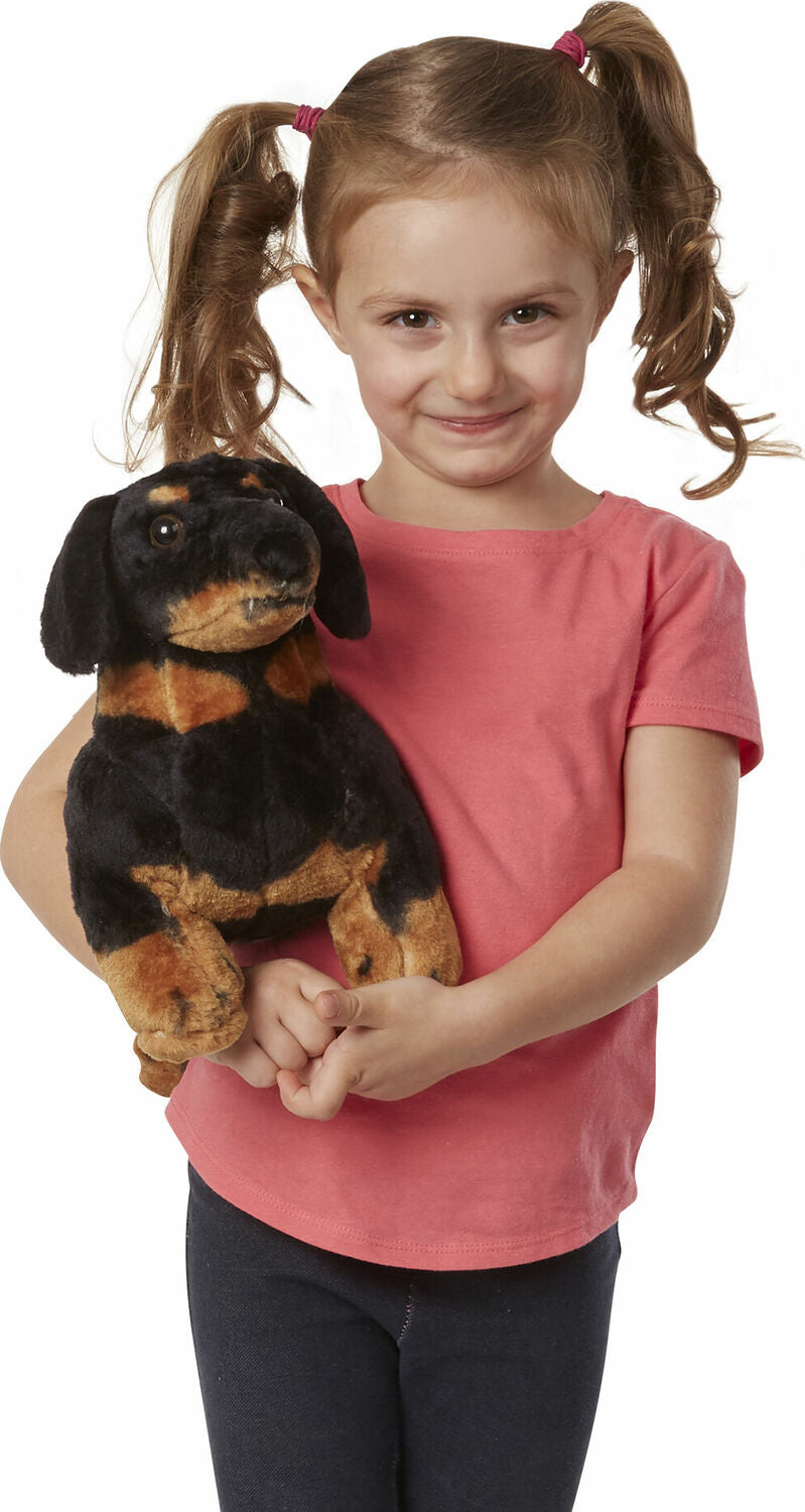 Dachshund