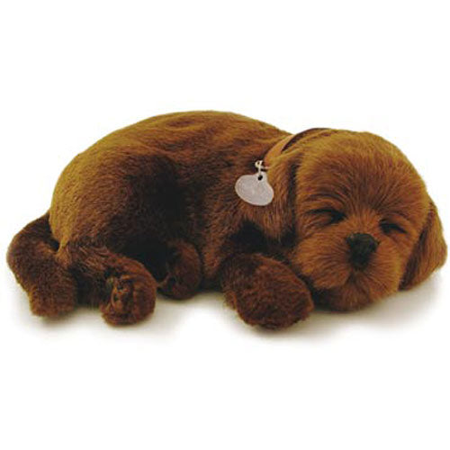 Perfect Petzzz Chocolate Lab