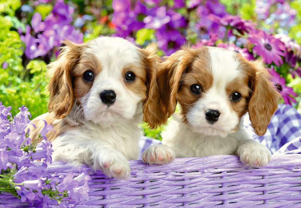 Me My Pal 2X24Pc Puzzle