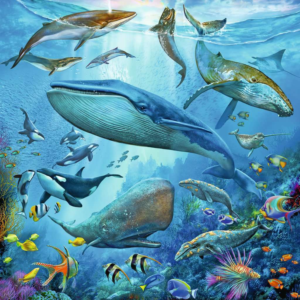 Ocean Life 3 X 49Pc Puzzles