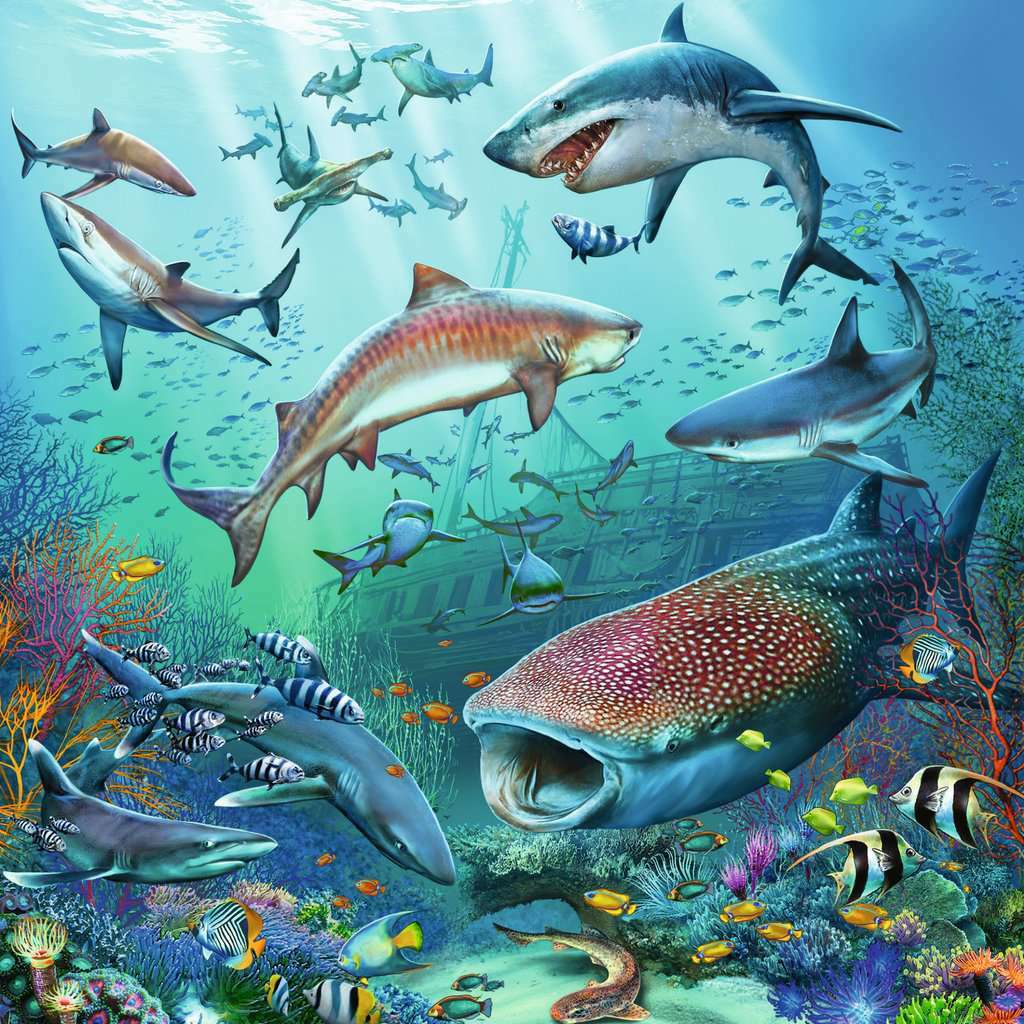 Ocean Life 3 X 49Pc Puzzles