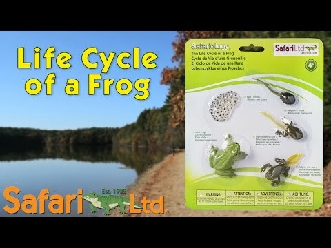 Life Cycle of a Frog Set