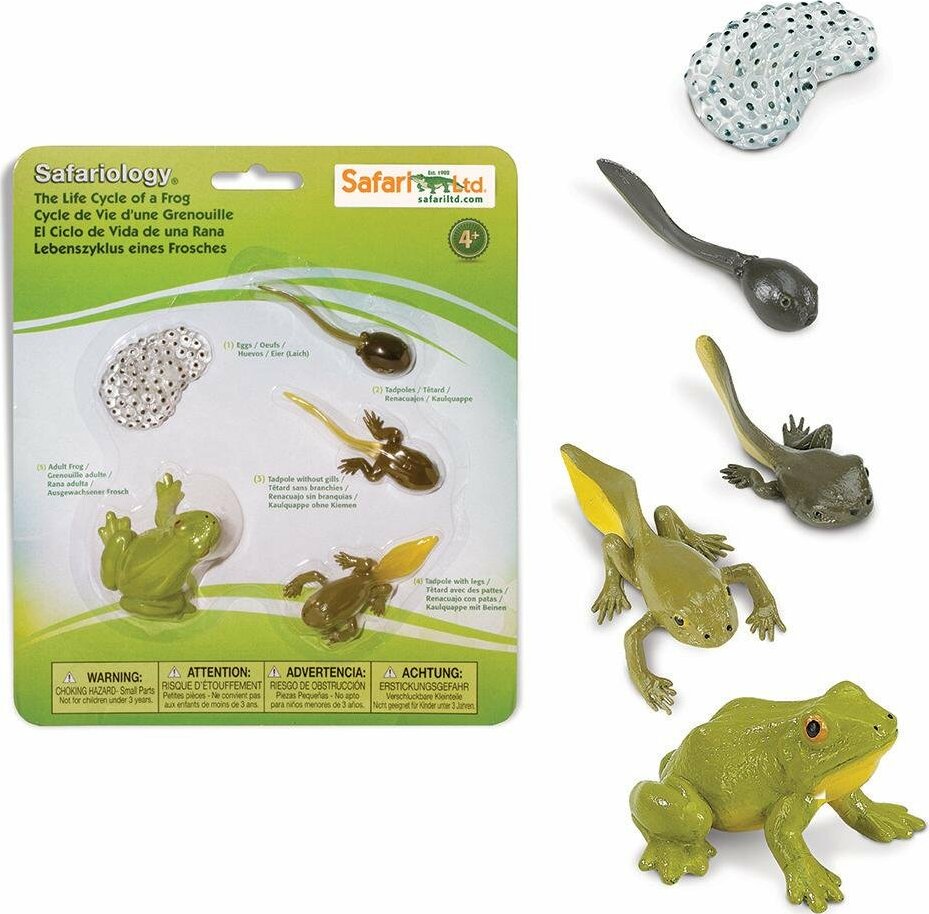 Life Cycle of a Frog Set