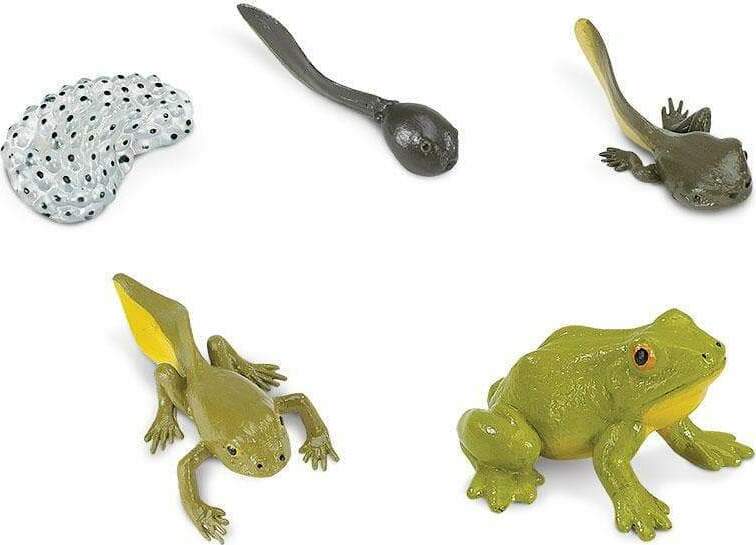 Life Cycle of a Frog Set