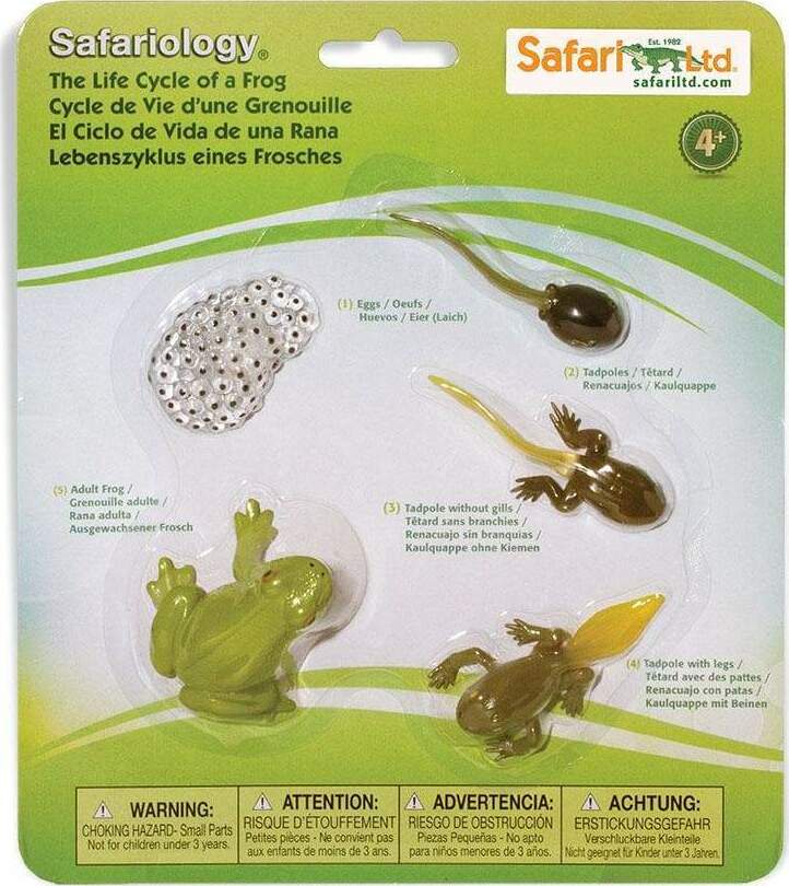 Life Cycle of a Frog Set