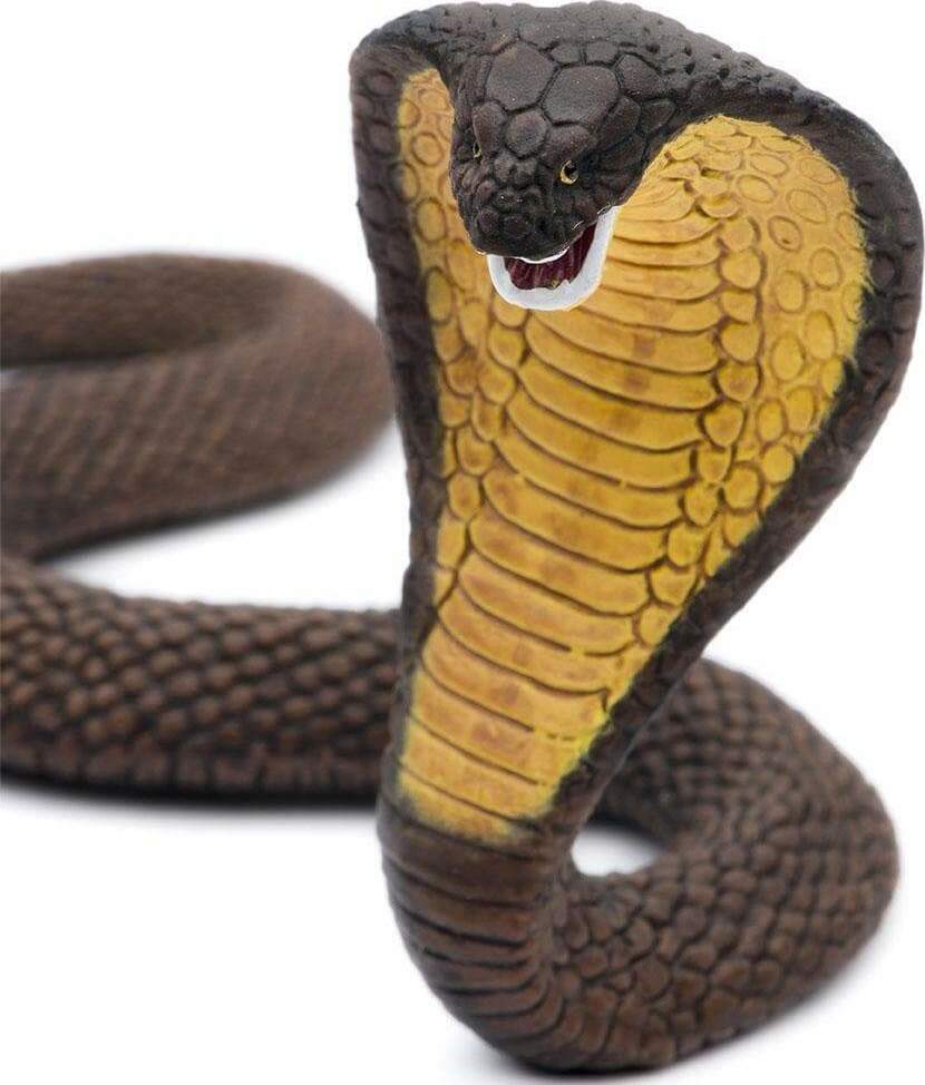 Indian Cobra