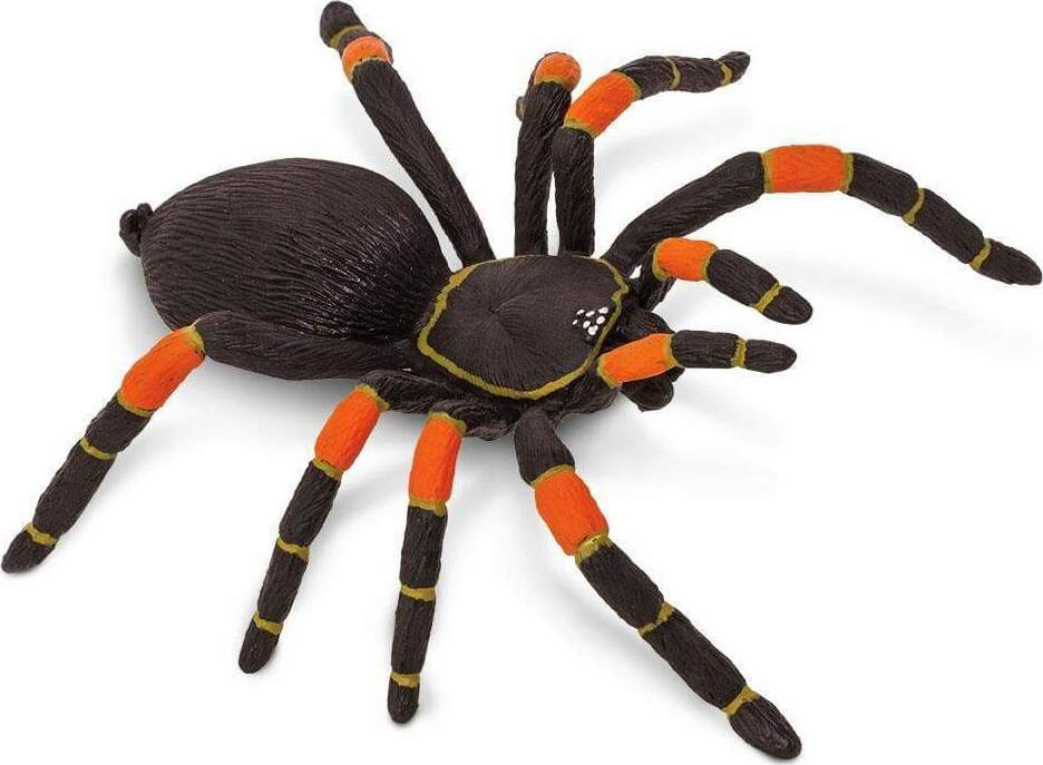 Tarantula