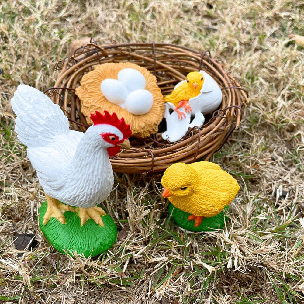 Life Cycle of a Chicken