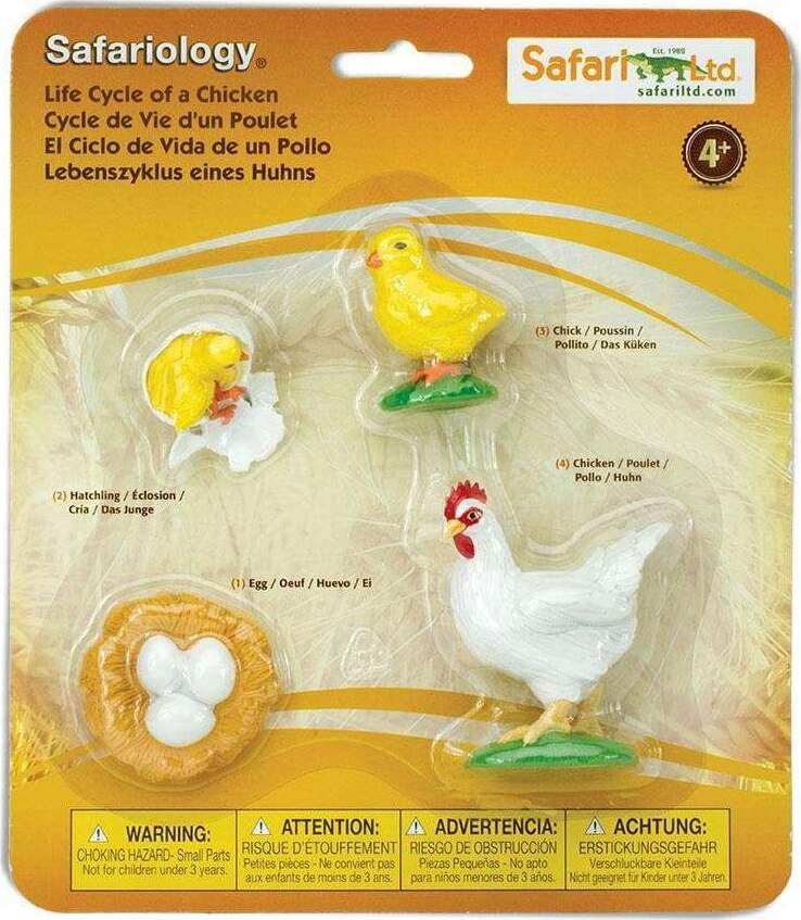 Life Cycle of a Chicken