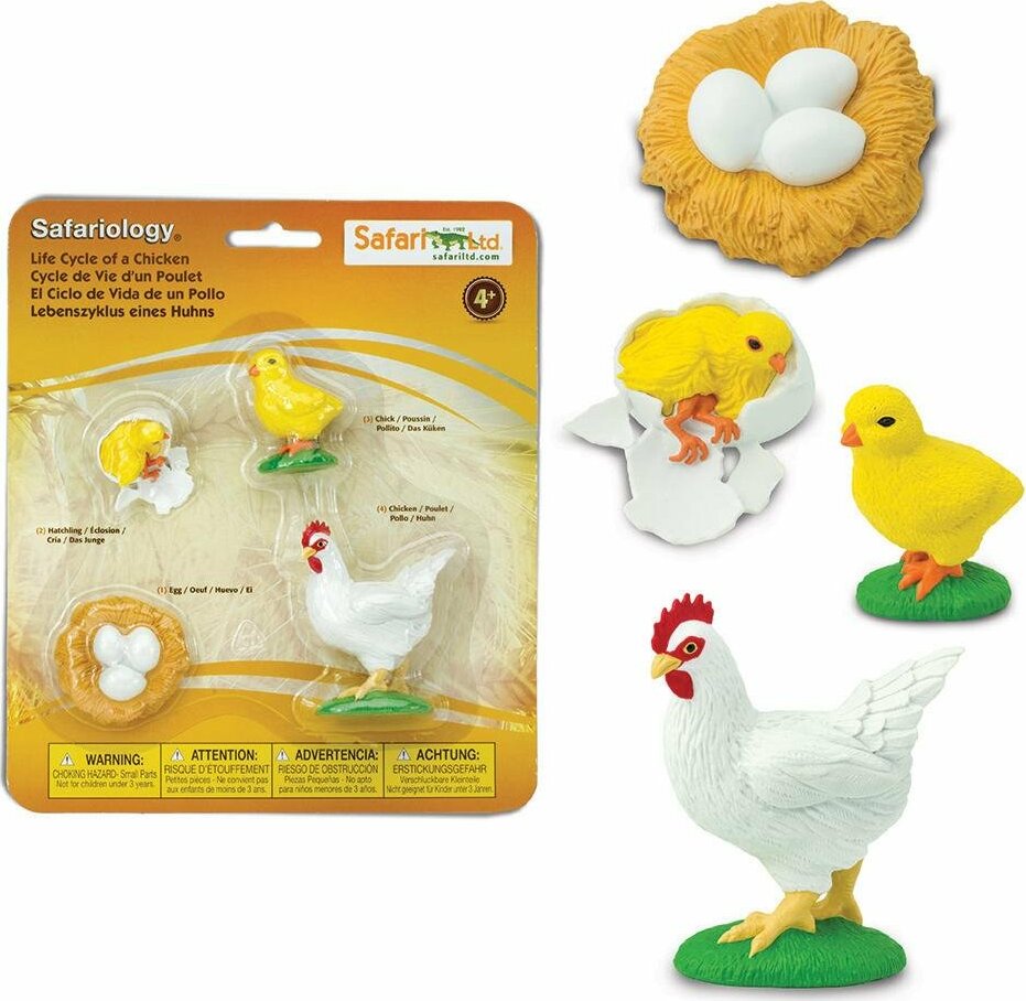 Life Cycle of a Chicken