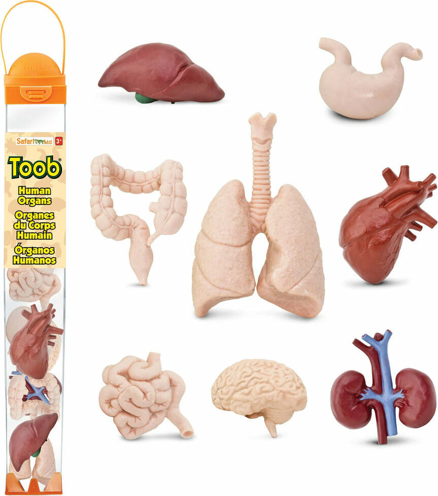 Human Organs TOOB®