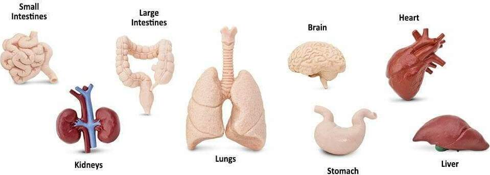 Human Organs TOOB®