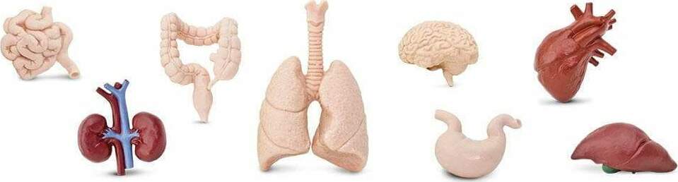Human Organs TOOB®