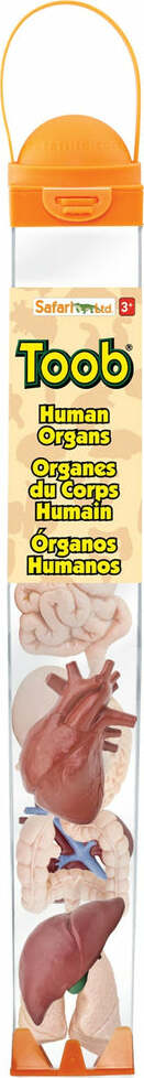 Human Organs TOOB®