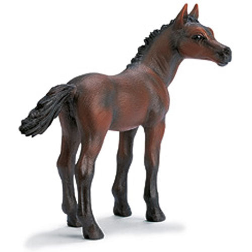 Arabian Foal