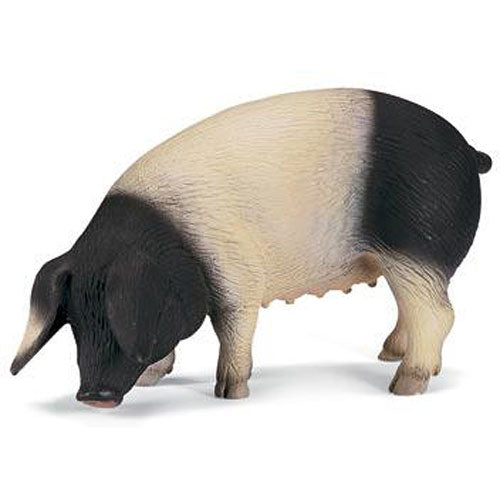 Swabian-Hall Pig