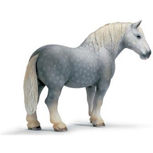 Percheron Stallion